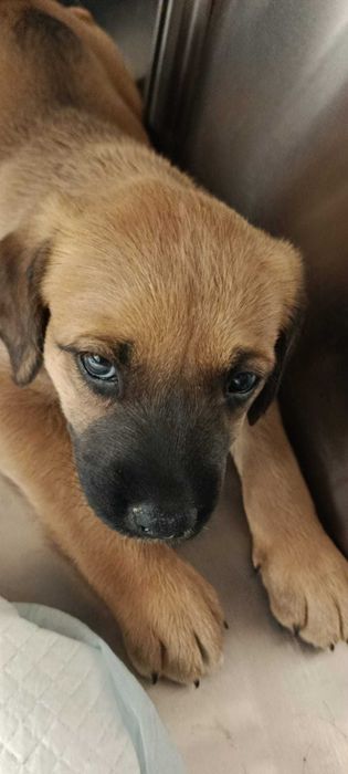 Ninhada de Cães para Adoção