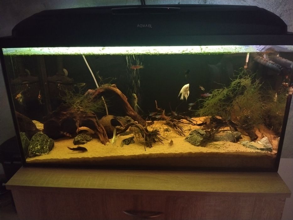 Akwarium Aquael 112l