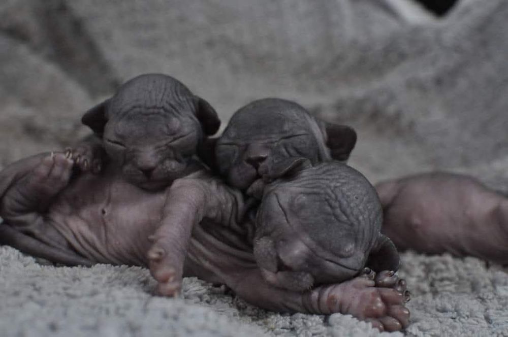 Łysy kot sfinks wcf