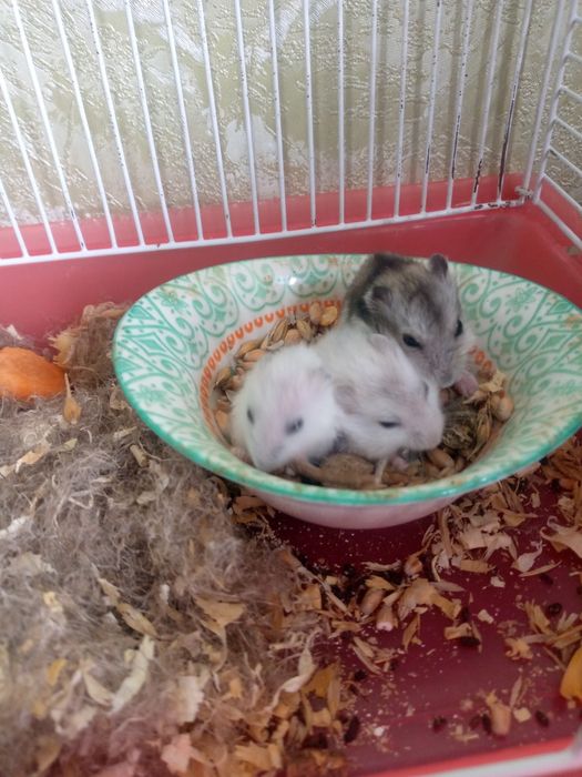 Джунгарские хомячки