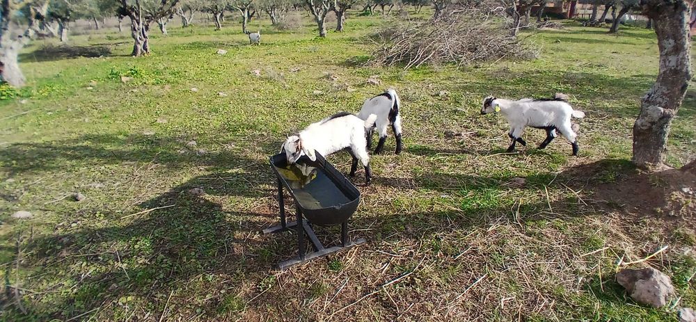Comedouro para ovelhas e cabras
