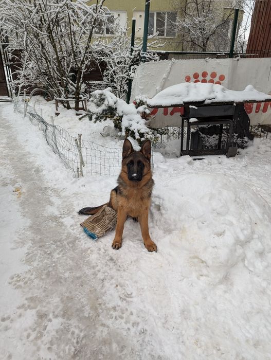 німецька вівчарка цуценята