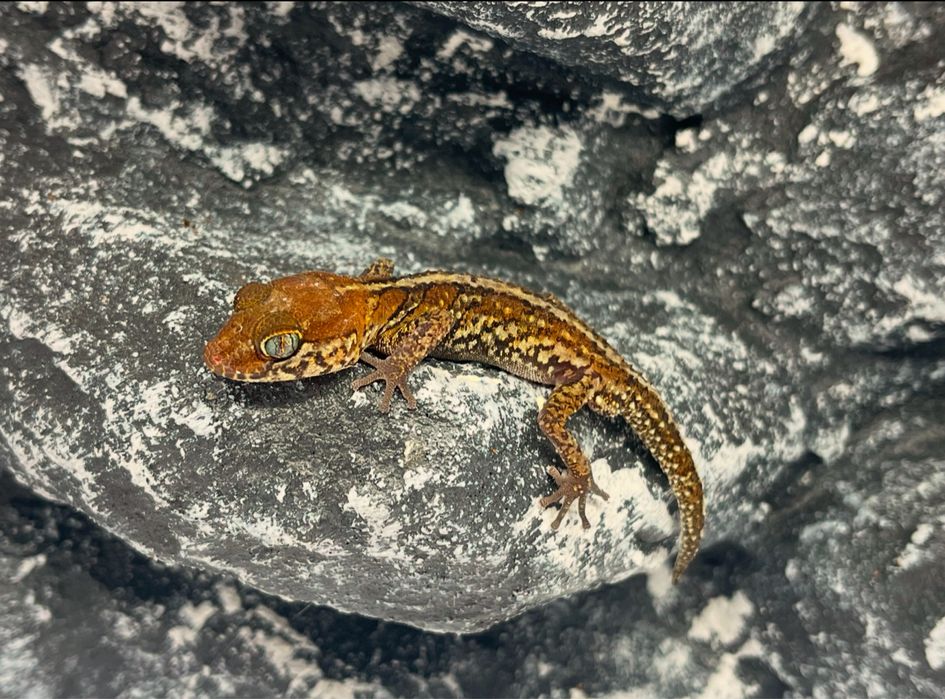 Gekon madagaskarski gekony madagaskarskie nie lamparci Katowice