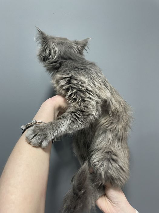 Котенок девочка серая пушистая