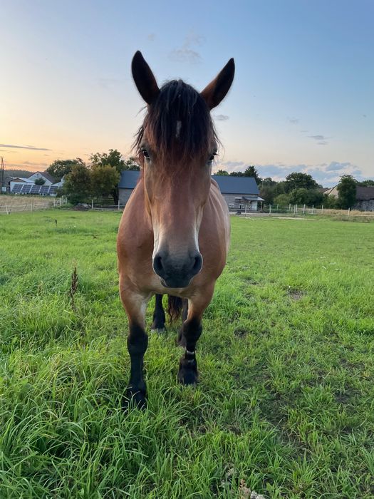Klacz idealna w spokojny teren