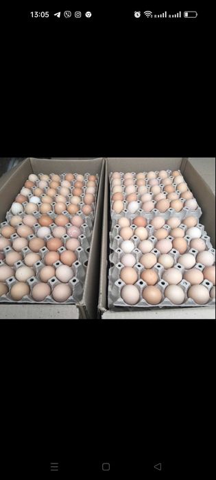 Інкубаційне яйце бройлер Чехія