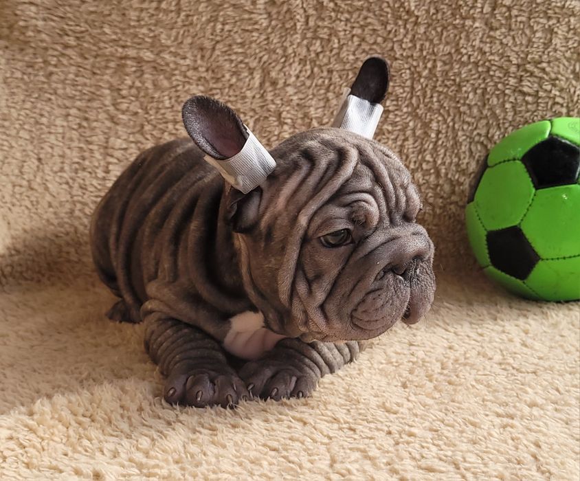 Bardzo słodki chłopiec. Big Rope.