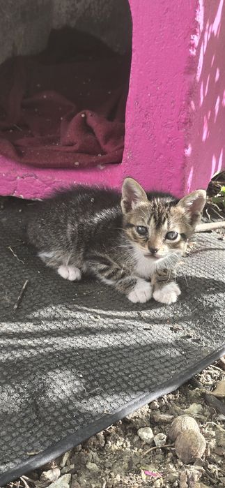 Gatos bebes para adopção