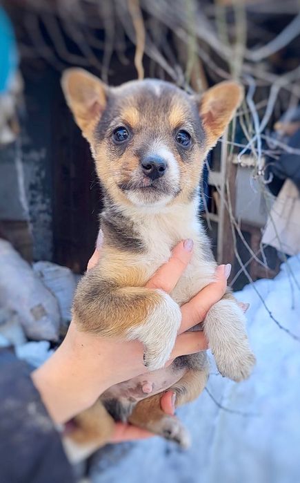 Маленький хлопчик шукає дім