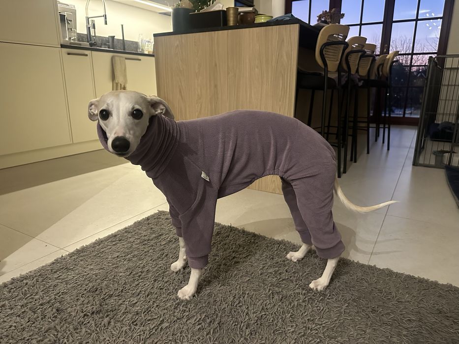 Ubranko dla charta, polar whippet XL i XXL