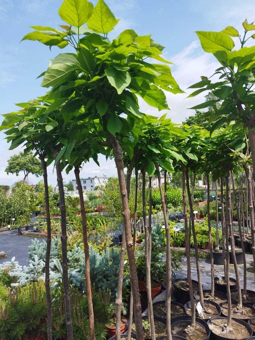Katalpa Catalpa bignonioides Nana szczepiona grube pnie Aurea Purpurea