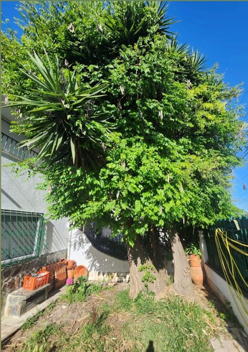 Serviço de jardinagem