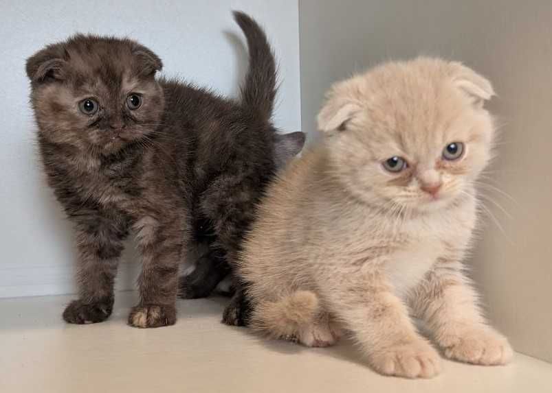 Кошенята Шотландці