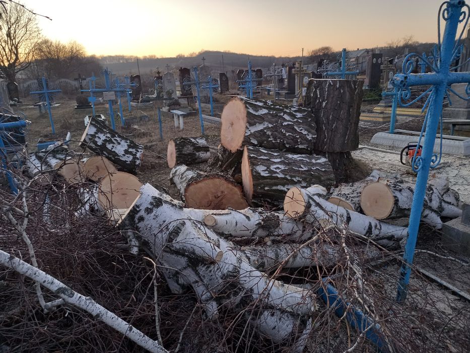 Спил, зрізання, видалення, обрізка аварійних дерев, арбористика