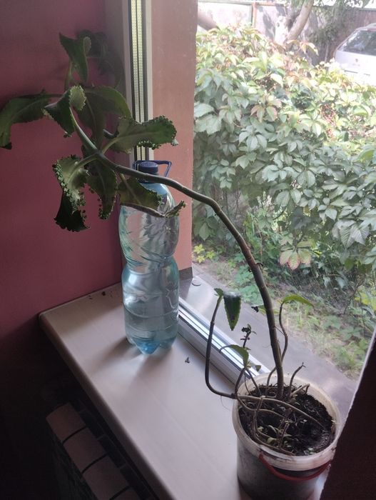 Квіти.  кімнатні .