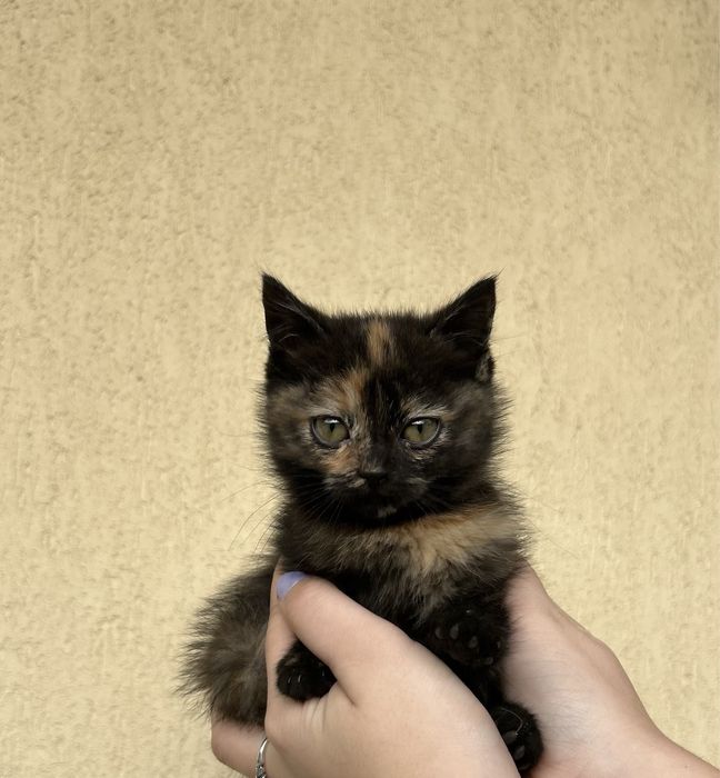 Кошеня метис шотланської короткошерсної/висловухої