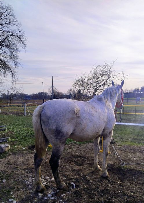 Wałach SP PKS Śląski