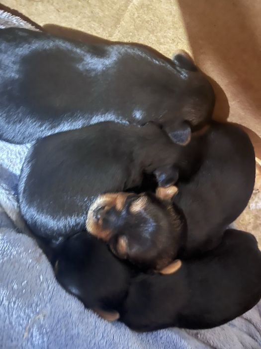 Вʼязка йорк, йоркширський тер'єр