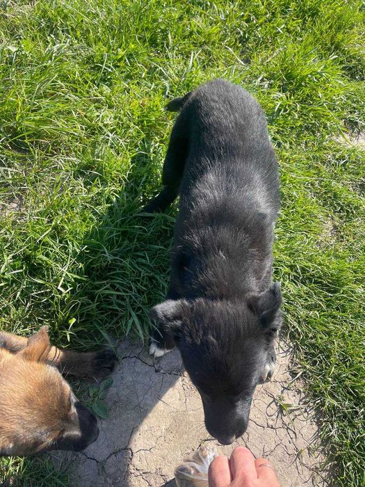 Дві грайливі собачки шукають дім