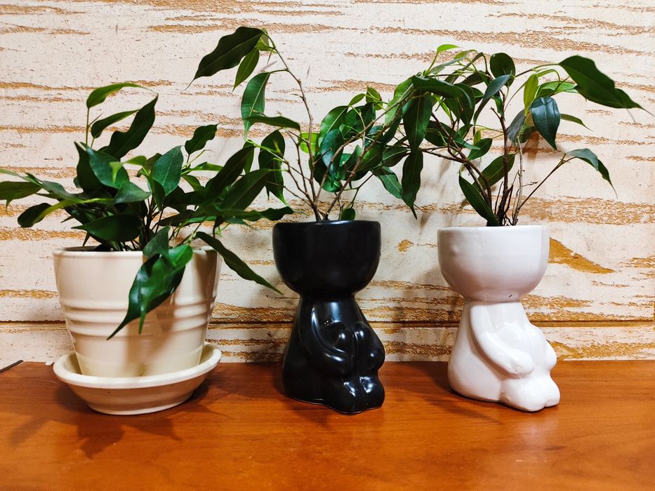 Фікус Наташа з оригінальними горщиками
