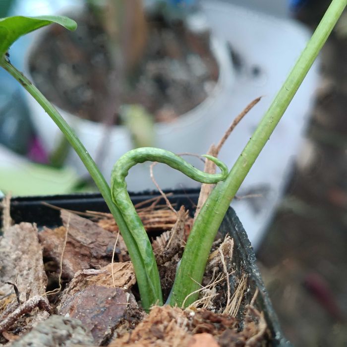 syngonum  mojito