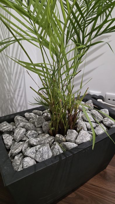 Palmeira Areca - Planta interior