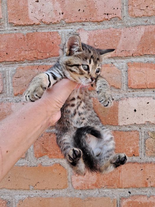 Кошенята котики безкоштовно Мала Виска
