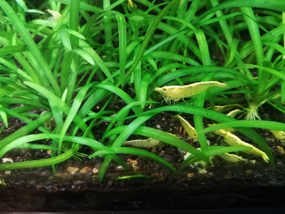 Krewetki krewetka yellow z pasem neonowym neonowa