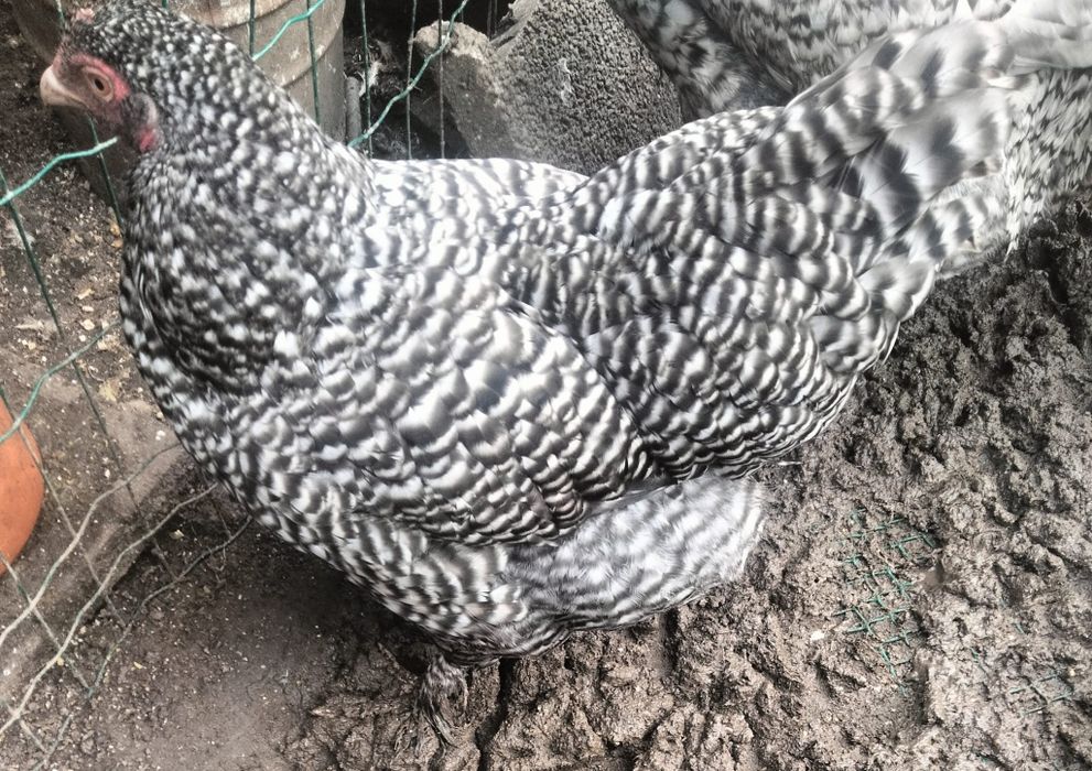 Maline,ovos Férteis