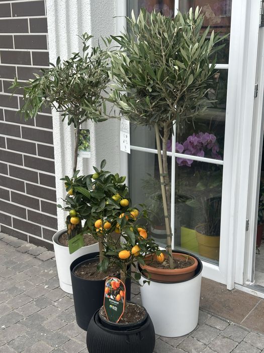 Олива, каламондин цитрус мандарин