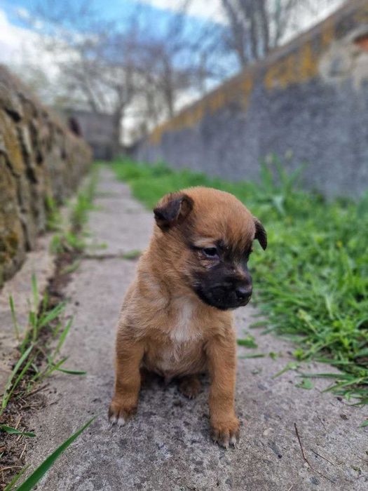 Чарівні цуценята шукають родини!