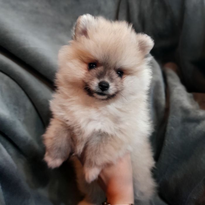 Szpic miniaturowy Pomeranian