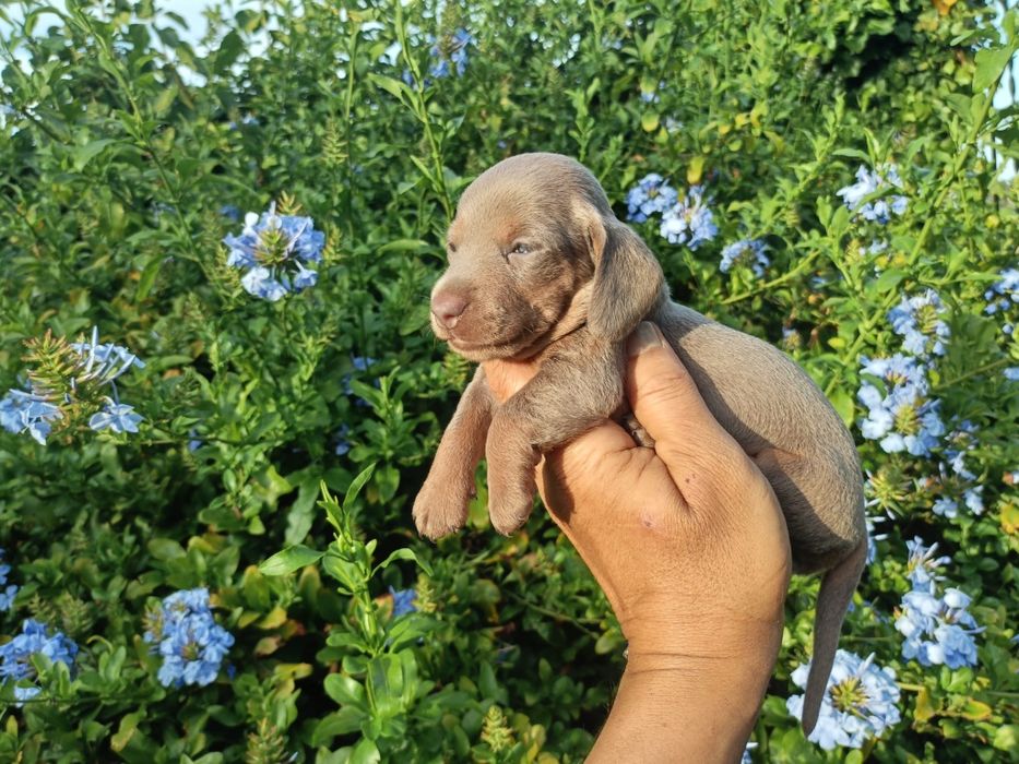 Macho mini Isabella