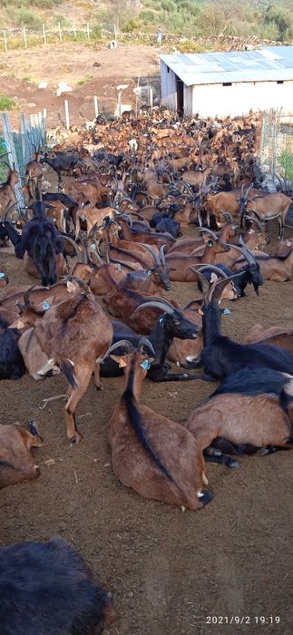 Vendo 60 cabras bravias