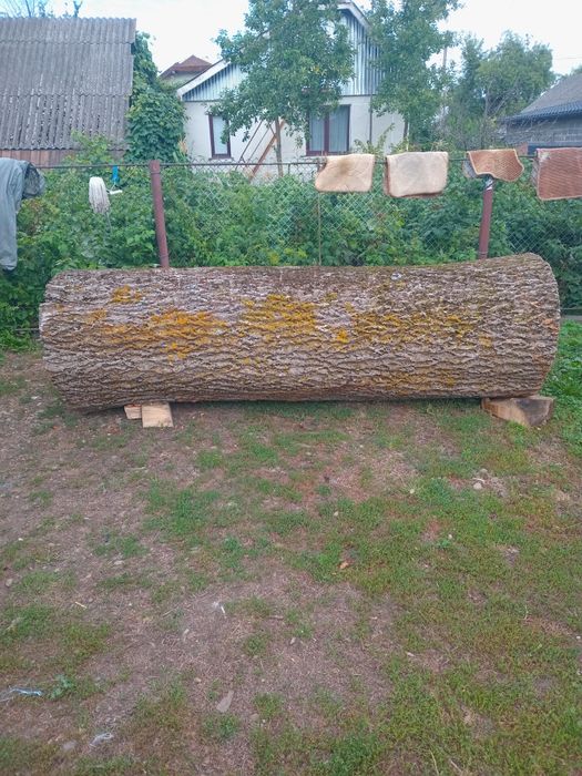 Продам дерево ясен