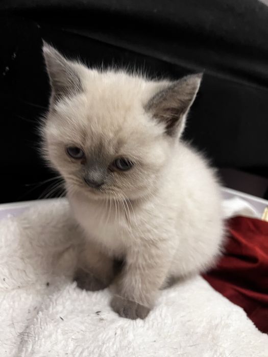 Kotka brytyjska Point