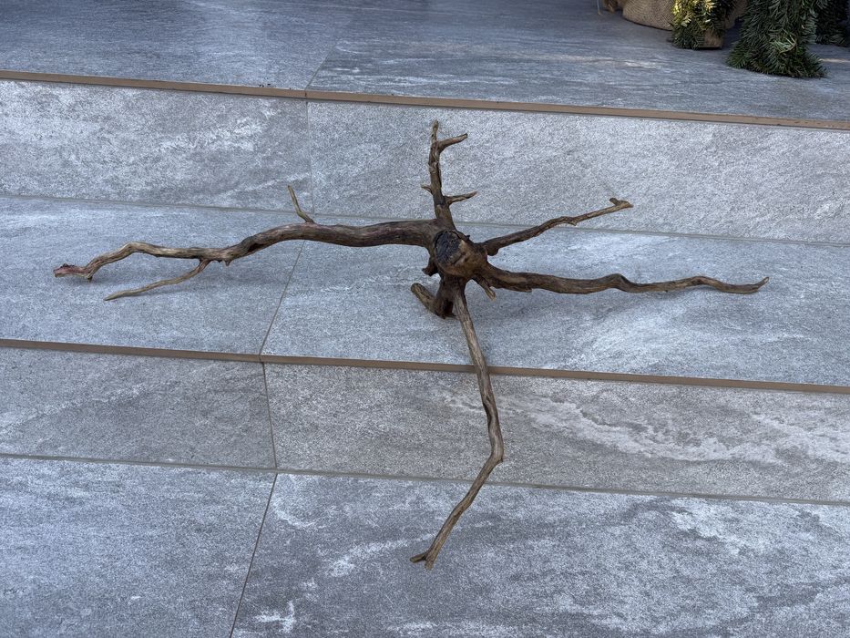 Korzeń akwarium terrarium krewetkarium naturalny ozdoba