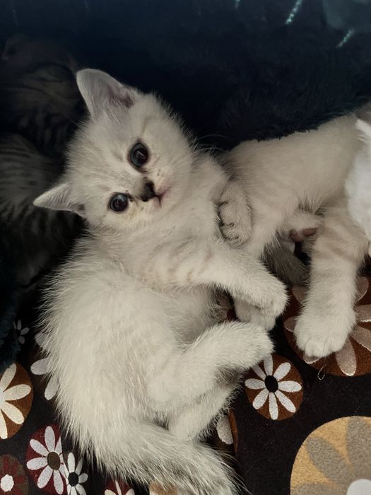 Шотландські кошенята
