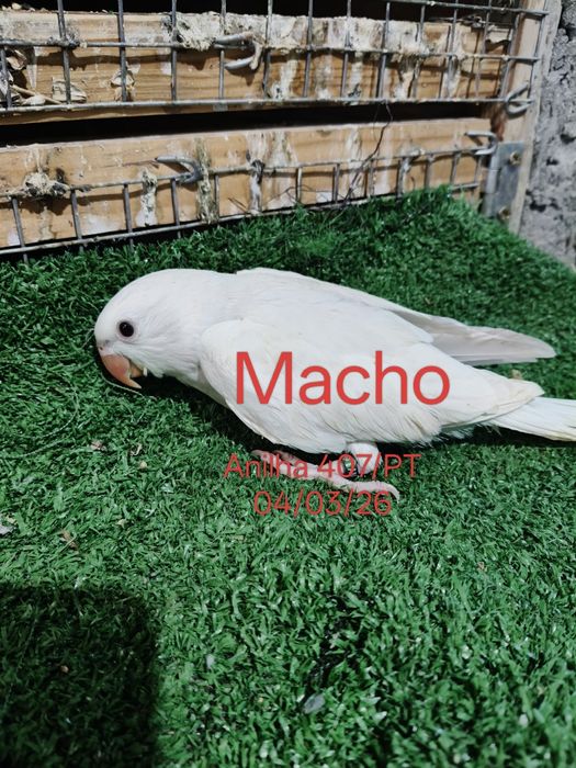 Ring neck criados a mão