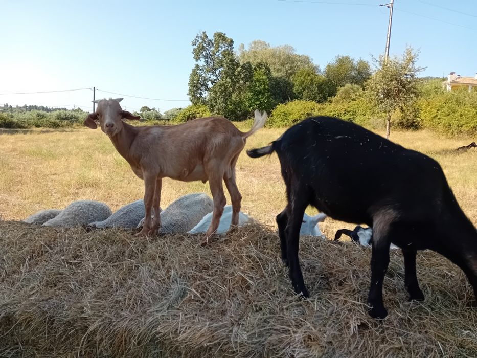 Cabritos para Criação ou Engorda – Machos e Fêmeas!