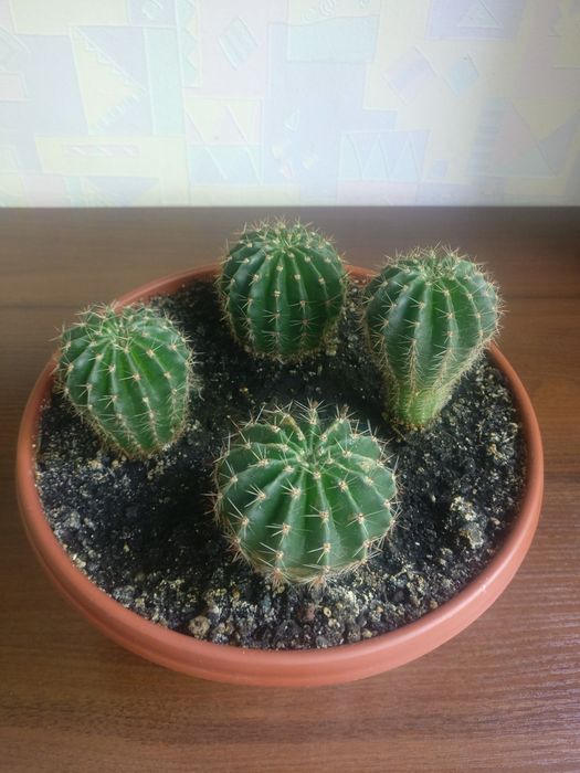 Кактусы семейства Echinocactus