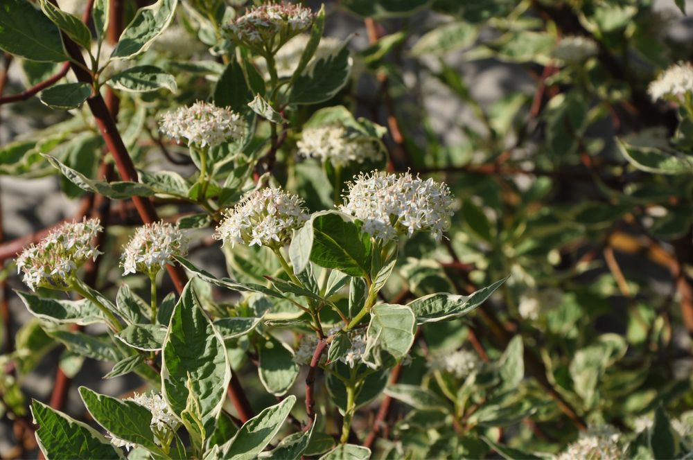Жасмін , багаторічні рослини