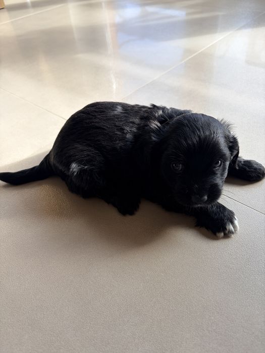 Pieski do adopcji
