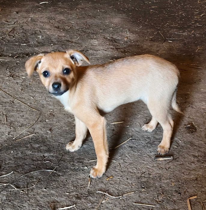 Cadelas porte pequeno