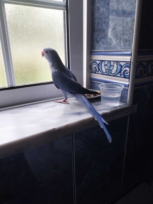 Ring neck lindo, 4 mutações, 2 meses.