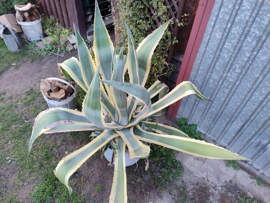 Agawa olbrzym w paski sprzedam