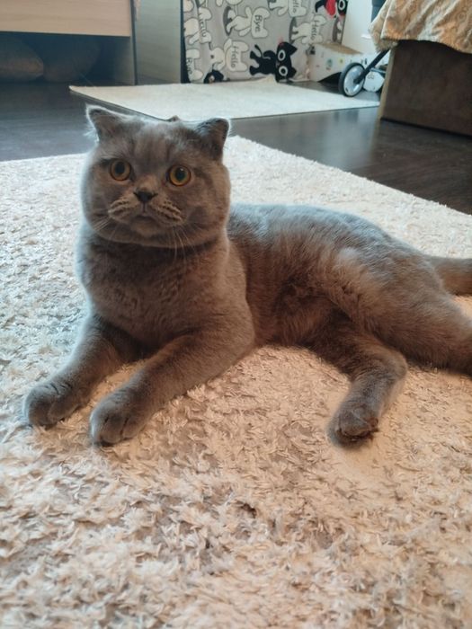 Вязка шотландського кота.