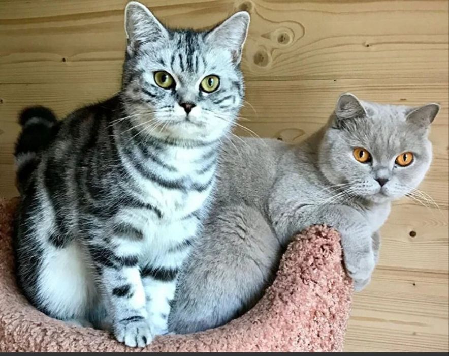 Британські котики котик