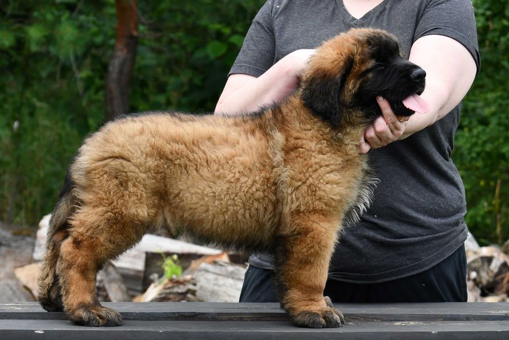 Leonberger szczeniak