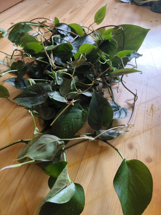 filodendron pnący